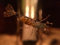 /album/fotogalerij/blauwe-tijgergarnaal-zwanger-jpeg/